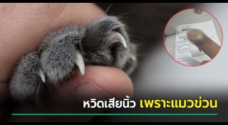 เลี้ยงแมว