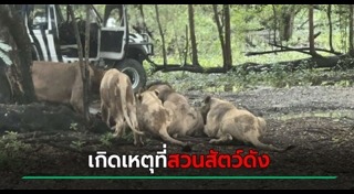 สิงโตกินคน