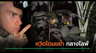 เสือโคร่ง