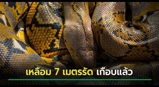 งูยักษ์