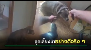 ไฟไหม้บ้าน