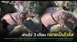 หมูเด้ง เขาเขียว