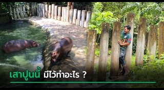 หมูเด้ง เขาเขียว