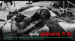 ลูกช้าง