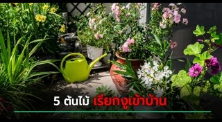 ปลูกต้นไม้