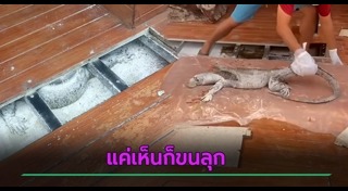 ตัวเงินตัวทอง