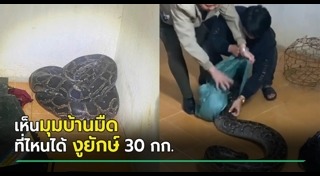 งูเข้าบ้าน