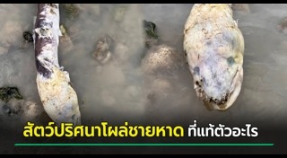 สัตว์ประหลาด