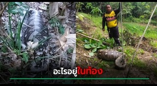 งูเหลือม