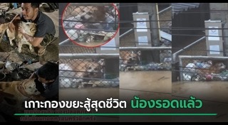 ช่วยหมา