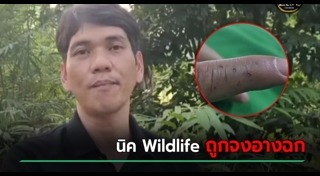 งูจงอาง