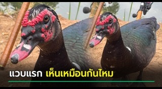 ข่าวฮิตสังคมออนไลน์