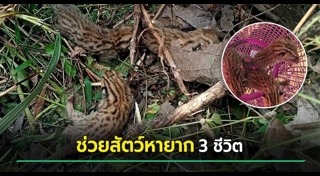 ช่วยเหลือสัตว์