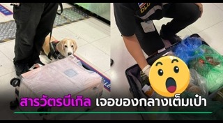 หมาน่ารัก