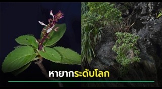 พันธุ์ไม้