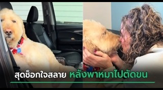 สุนัขป่วย