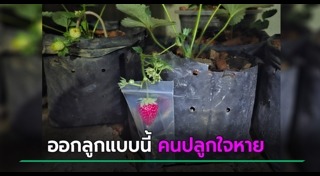 ข่าวฮิตสังคมออนไลน์