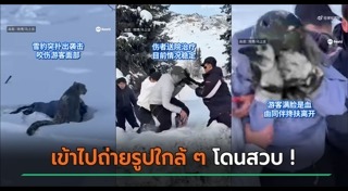 เสือดาว