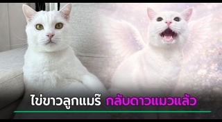 แมวเซเลบ