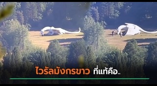 คลิปสัตว์