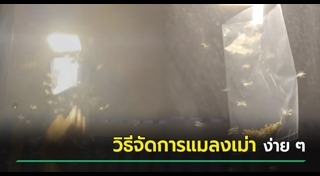 แมลงบุกบ้าน