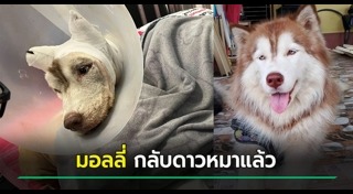 ทำร้ายสุนัข