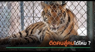 เสือโคร่ง