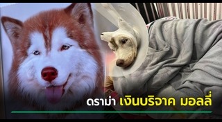 ทำร้ายสุนัข