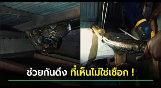 งูเหลือม