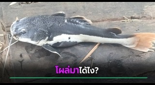 สัตว์แปลก