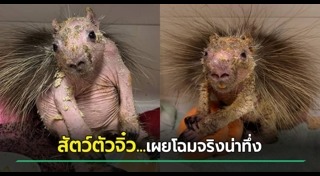 ช่วยเหลือสัตว์