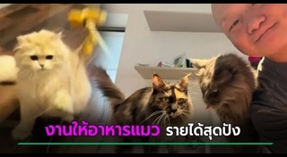 อาหารแมว