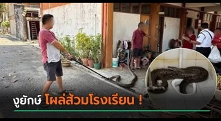 งูเหลือม