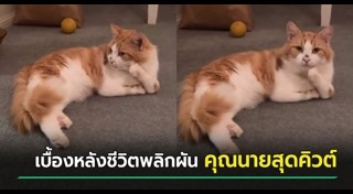 แมวน่ารัก