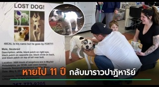 สุนัขหาย