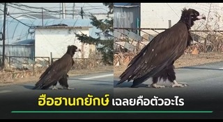 สัตว์แปลก