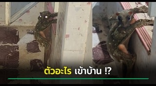 สัตว์แปลก