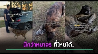 หมาน่ารัก