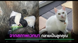 แมวจรจัด