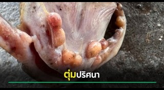 ปลา