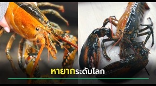 สัตว์แปลก