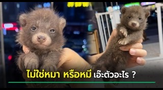 สัตว์ป่าคุ้มครอง