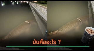 สัตว์แปลก