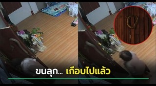 งูเข้าบ้าน