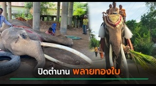 ช้าง