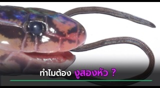 สัตว์แปลก