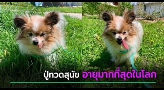สัตว์เลี้ยง