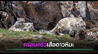 เสือดาว