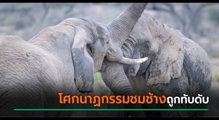 ช้างตกมัน