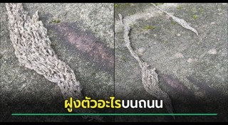 สัตว์แปลก